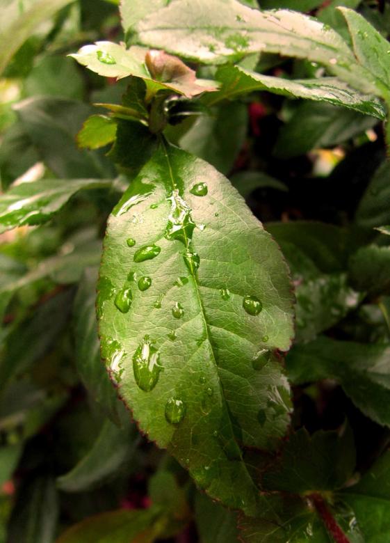 Free stock image of After the rain created by Igor