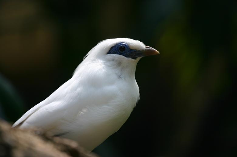 Free stock image of White queen created by anindya