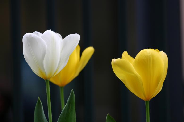 Free stock image of Flowers beauty created by anindya