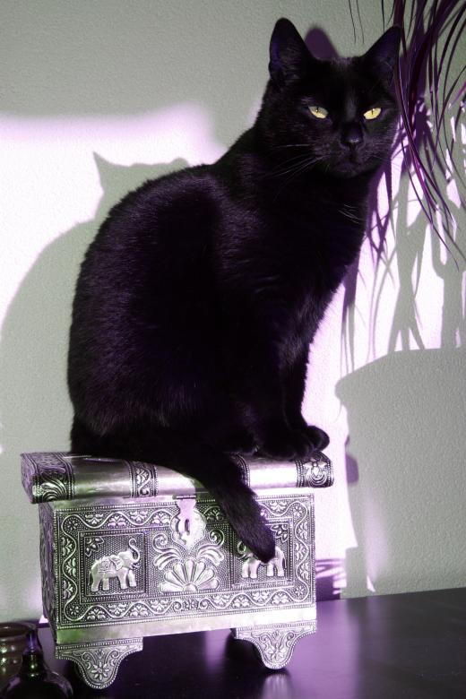 Free stock image of Black cat created by Rob