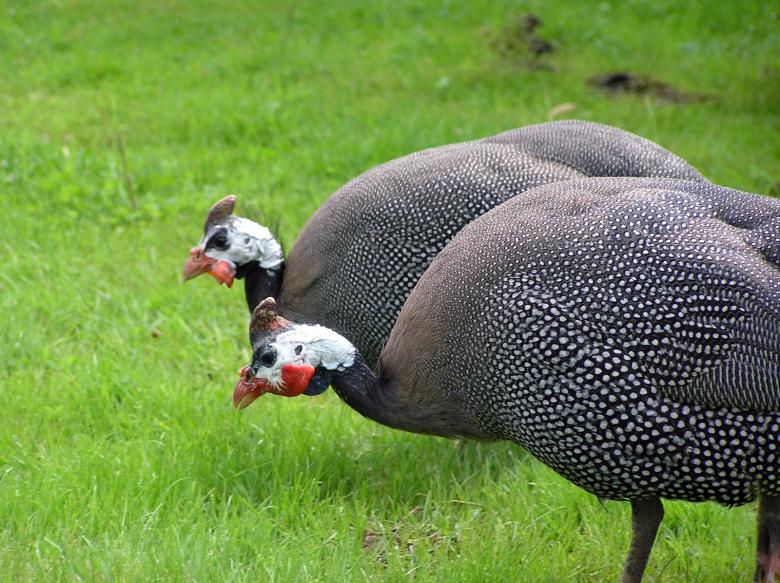 Free stock image of Fowls created by RositaSo Image