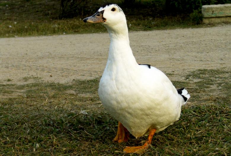 Free stock image of Duck walking in a park created by VITOR ALEXANDRE CARVALHO DA SILVA