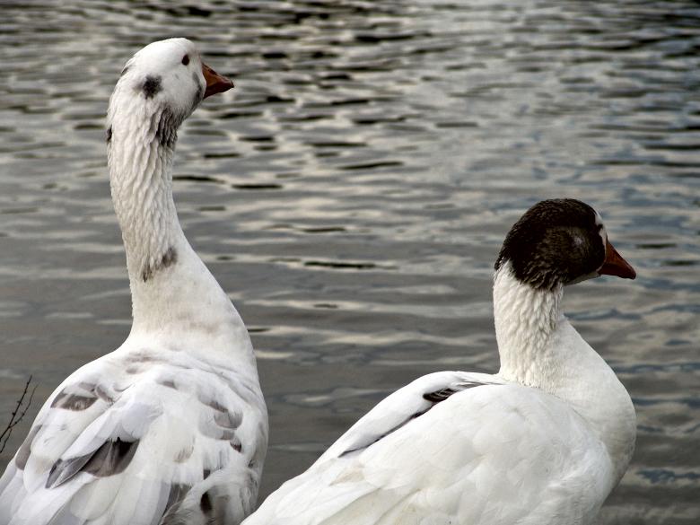 Free stock image of Goose and duck created by VITOR ALEXANDRE CARVALHO DA SILVA