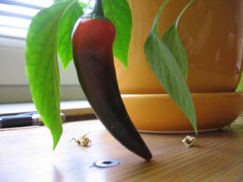 Free stock image of Potted chili created by Szymon Kaczmarczyk