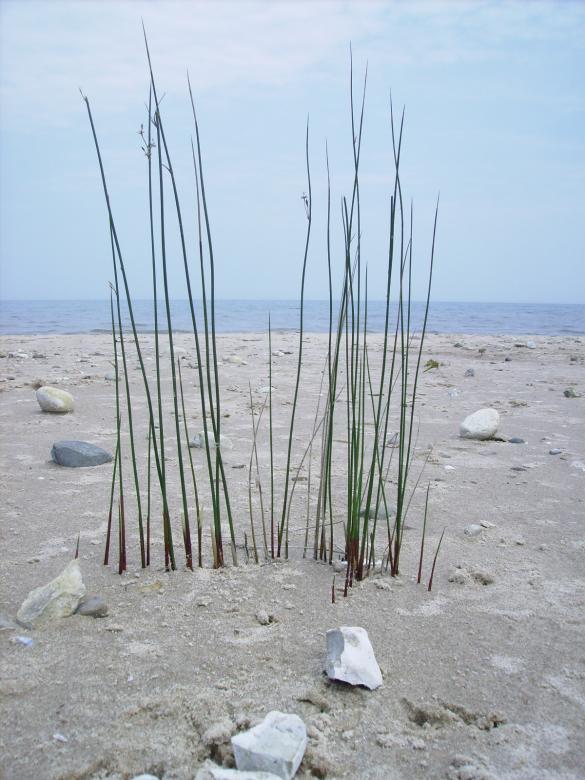 Free stock image of Huron through the weeds created by Shannon Blanton