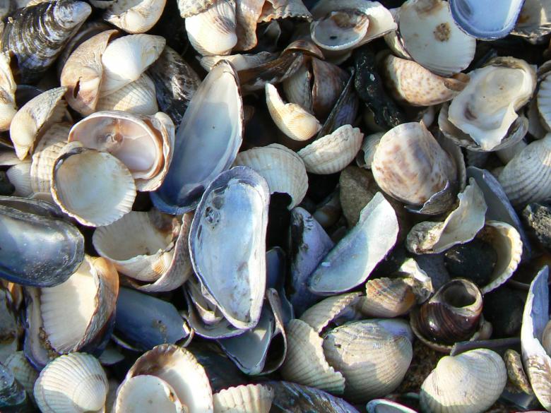 Free stock image of Shells created by Mike Cartwright