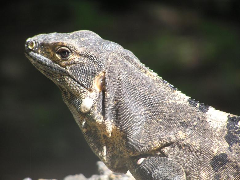 Free stock image of My Costa Rican Friend created by susan pittson