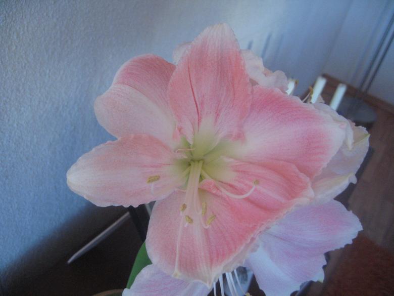Free stock image of Christmas flower created by Bent Arvesen