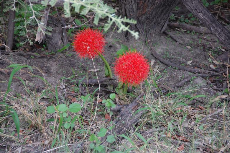 Free stock image of Botswana flowers created by NS PEARL