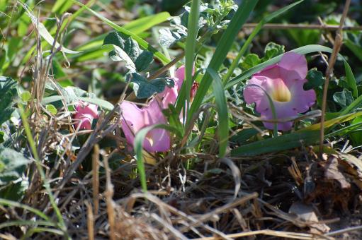 Botswana flowers - Free Stock Photo