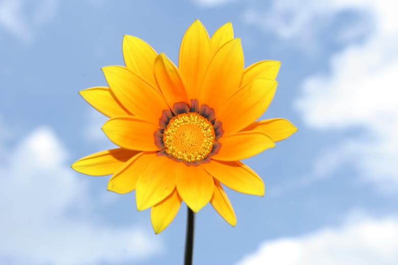 Free stock image of Orange flower in the sky. created by Albertus van Niekerk