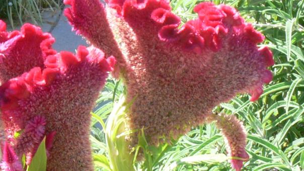 Red Flower - Free Stock Photo