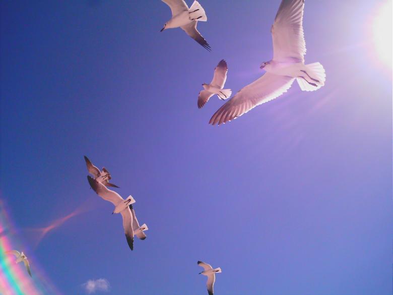 Free stock image of Key west florida birds created by Crystal Davis