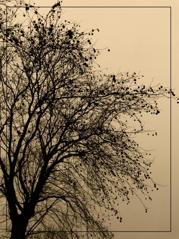 Free stock image of Winter dawn created by RositaSo Image