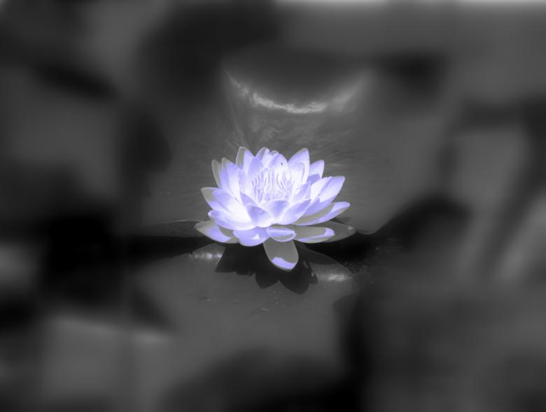 Free stock image of Water lily created by Heather Elaine Kitchen