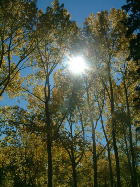 Free stock image of Bowness park in Calgary, Canada created by Angela