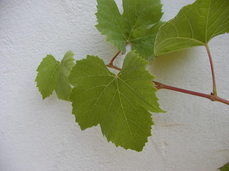 Free stock image of Wine Leaf created by sn4tch