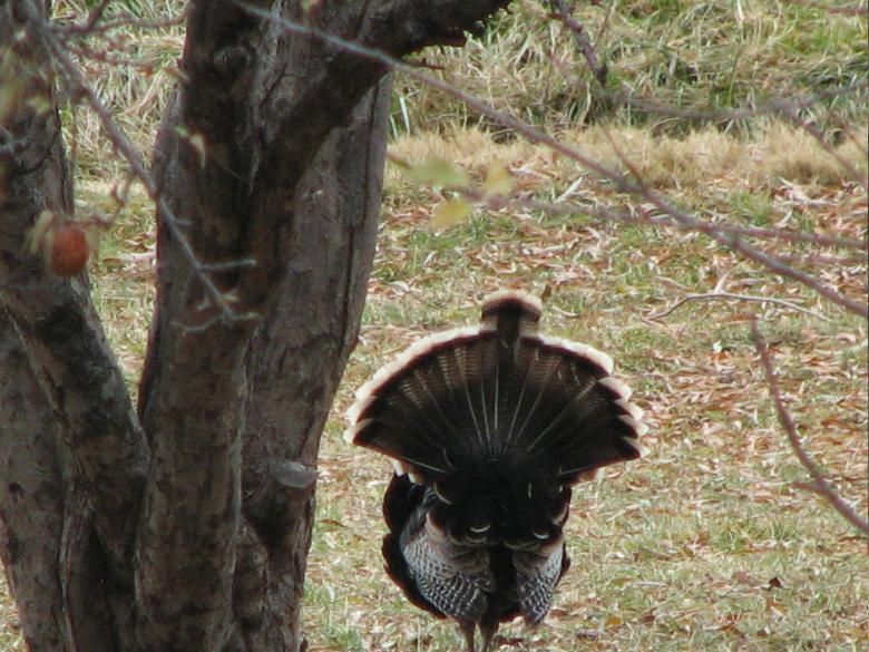 Free stock image of Tom turkey in full glory created by Bjorgvin