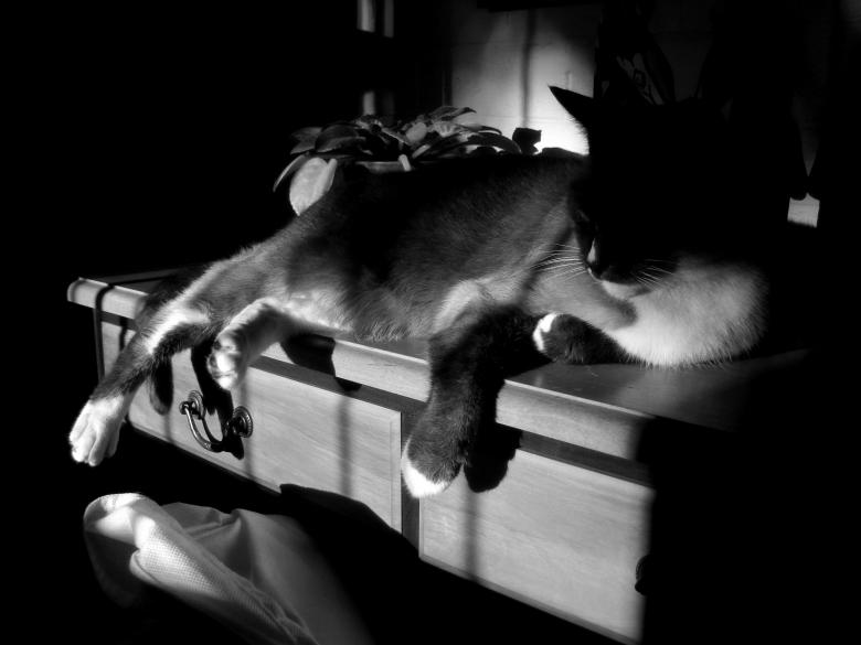 Free stock image of Morning sleep created by Charl Christiani
