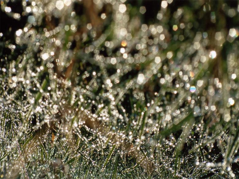 Free stock image of Morning dew created by Glenn Gallimore