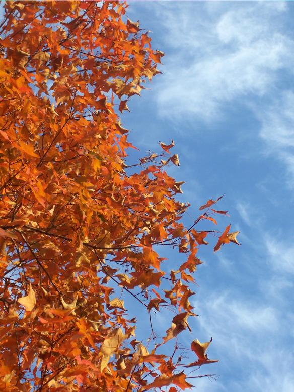 Free stock image of October leaves created by Glenn Gallimore