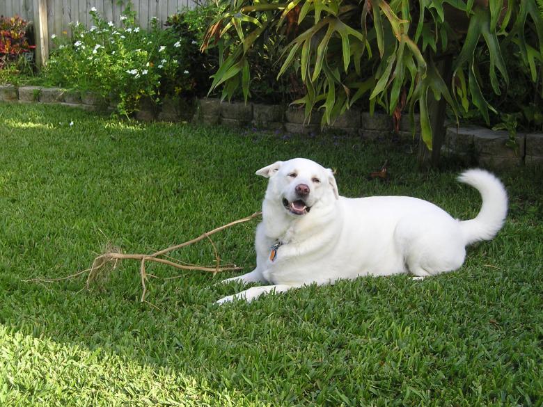 Free stock image of Whitey Dog created by Cheryl Recca