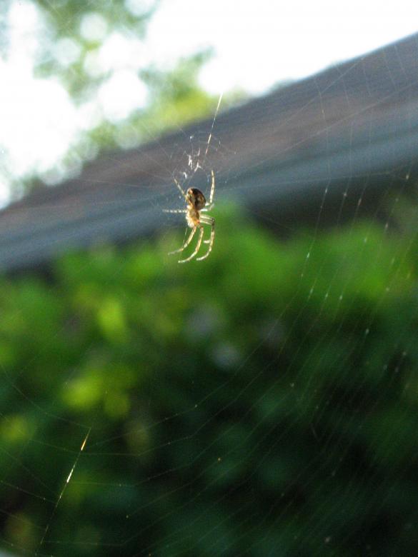 Free stock image of Spider created by Lori Christensen