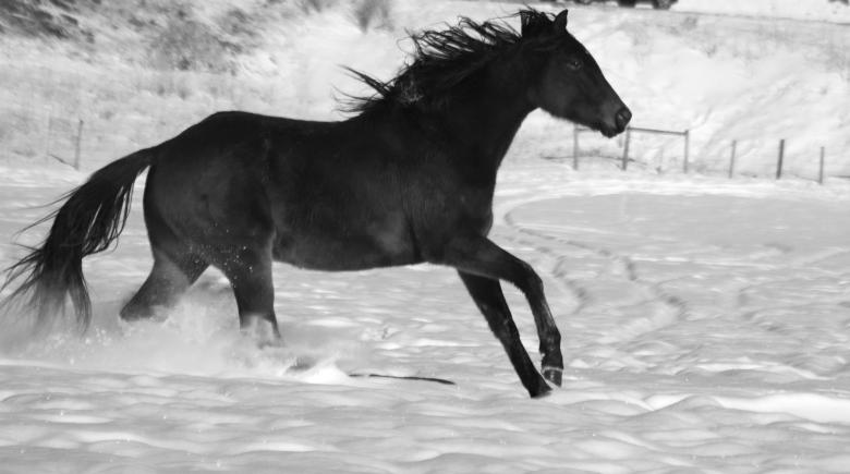 Free stock image of Winter run created by Maria Procter