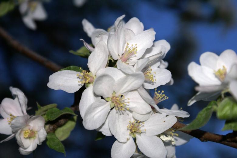 Free stock image of Flowers created by Pamala Ramsey