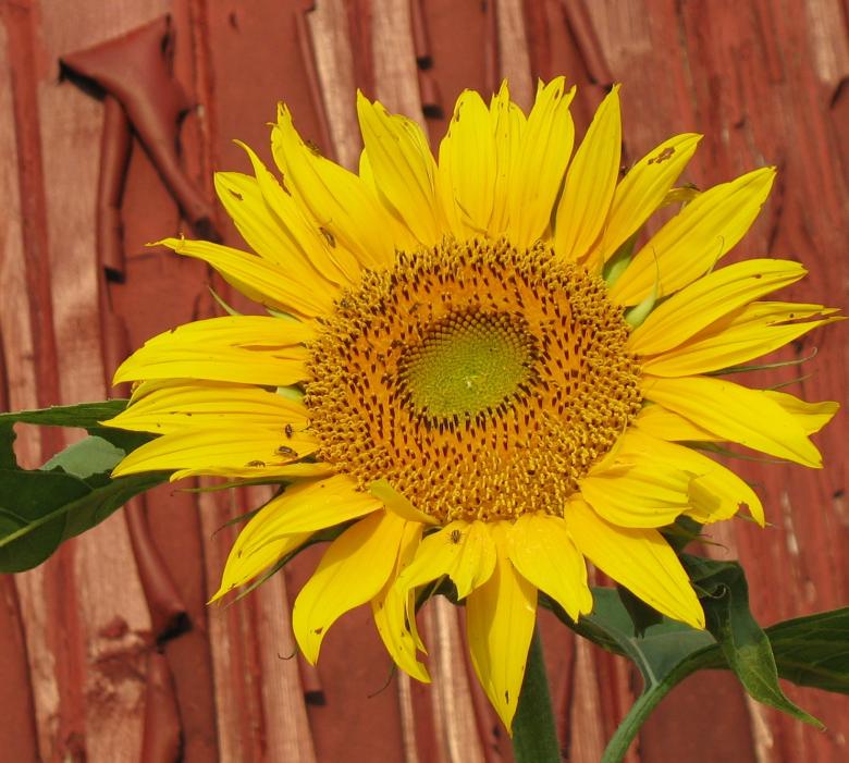 Free stock image of Sunflower created by Pamala Ramsey