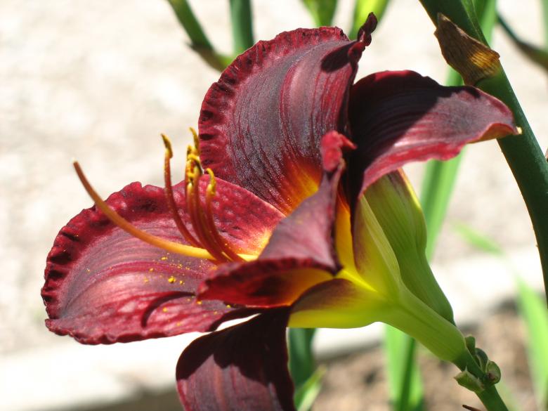 Free stock image of Blood red Flower created by Pamala Ramsey