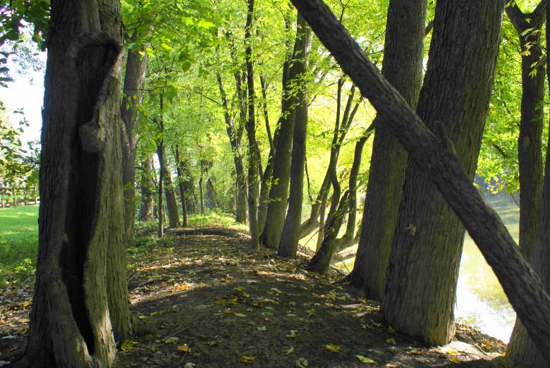 Free stock image of Woods created by Pamala Ramsey