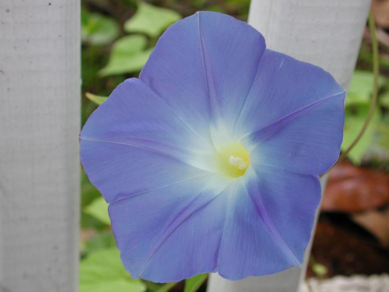 Free stock image of Blue flower created by Francesca Raynor
