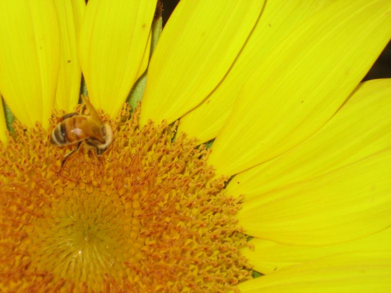 Free stock image of Bee on sunflower created by Francesca Raynor