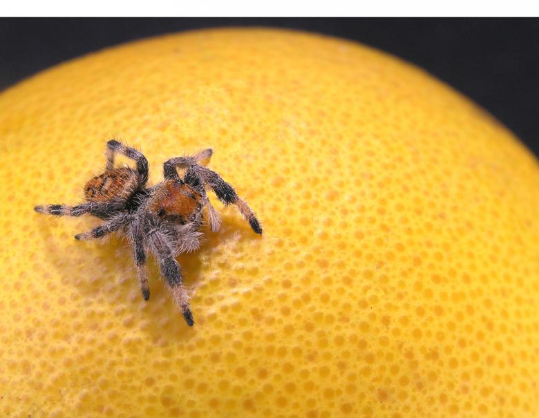 Free stock image of Jumping spider on an orange created by Joe Saladino