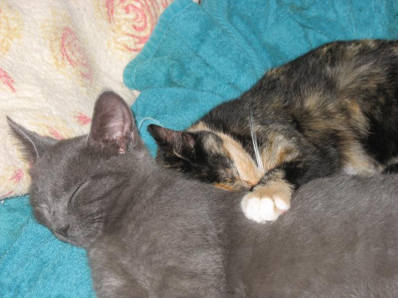 Free stock image of Sleeping cats created by Pamala Ramsey