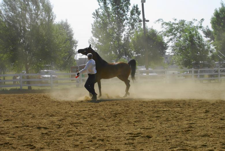 Free stock image of Taming a horse created by Pamala Ramsey