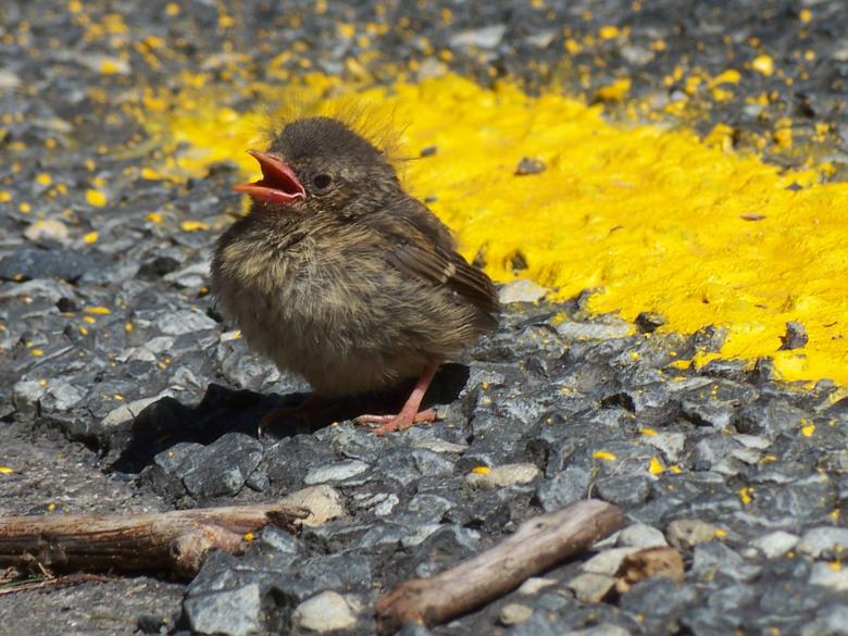 Free stock image of Hedgesparrow on the other side created by Peter Alexander Robb