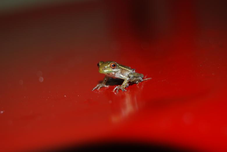 Free stock image of Baby Tree Frog created by Cheryl Recca