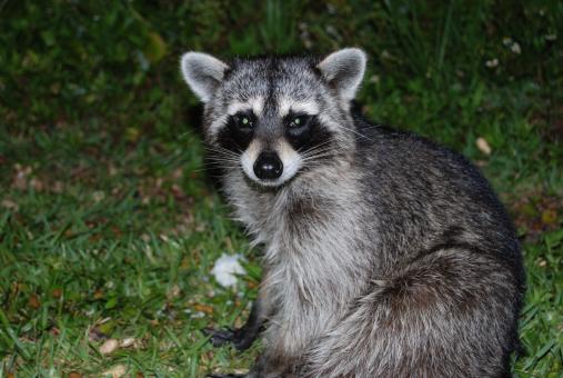 Raccoon - Free Stock Photo