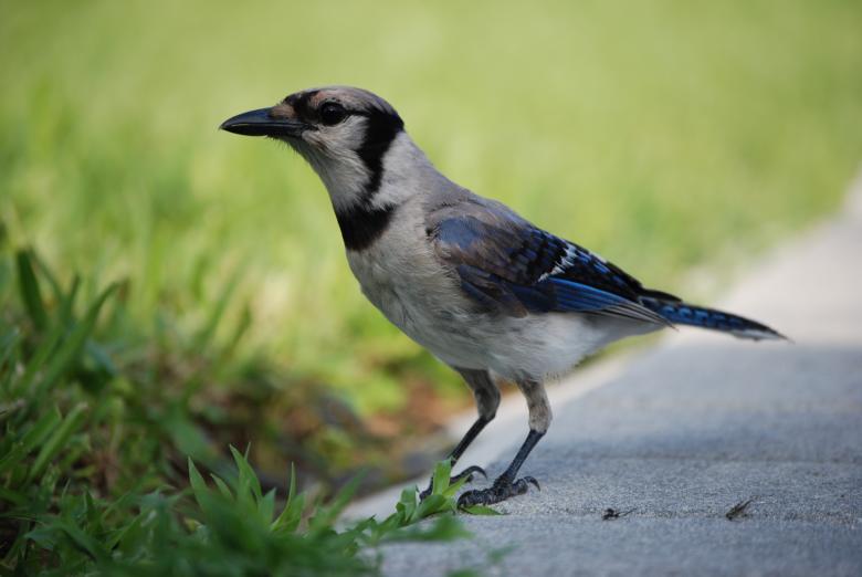Free stock image of Blue Jay created by Cheryl Recca