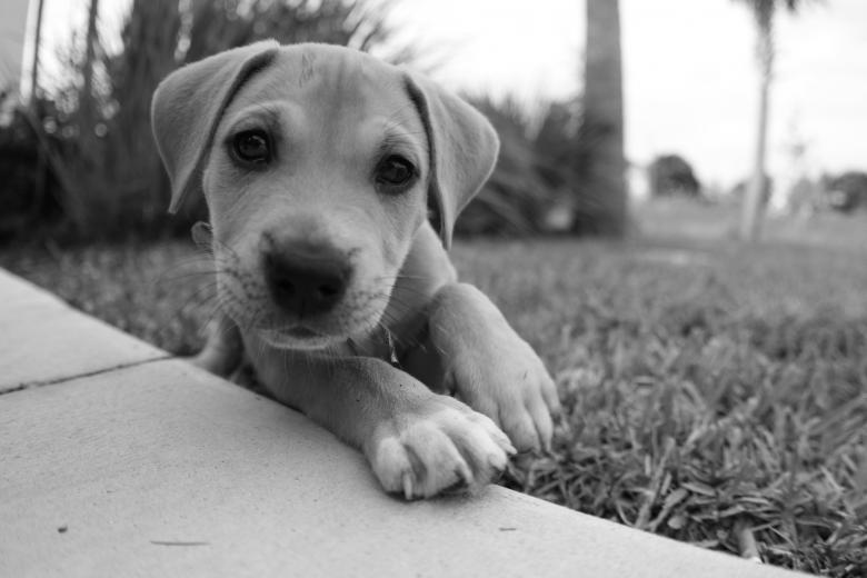 Free stock image of Baby rex created by Cheryl Recca