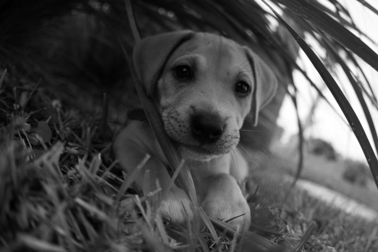 Free stock image of Baby rex created by Cheryl Recca