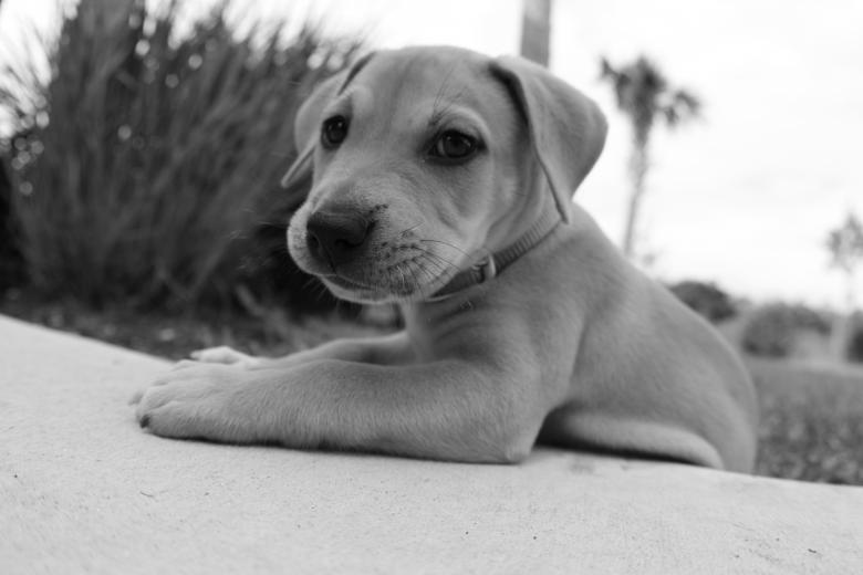 Free stock image of Baby rex created by Cheryl Recca