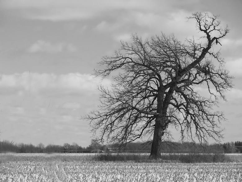Free stock image of Tree created by Heather Elaine Kitchen