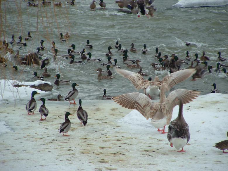 Free stock image of Duck airport created by Yves Cadieux