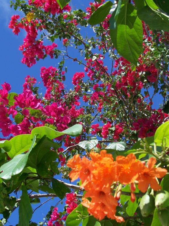 Free stock image of Tropical flowers created by Glenn Gallimore