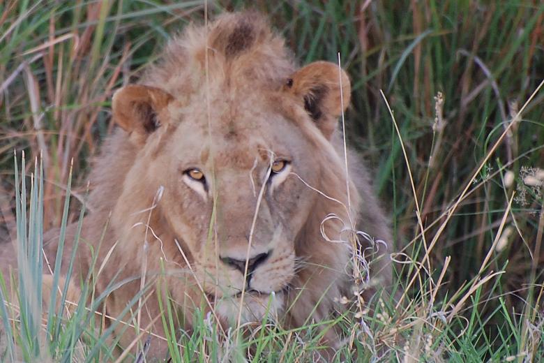 Free stock image of Lion created by NS PEARL