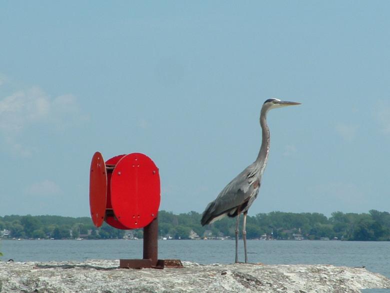 Free stock image of Heron created by Yves Cadieux