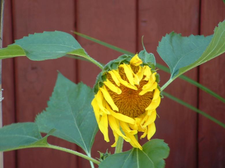 Free stock image of Sunflower waking up created by Yves Cadieux